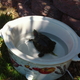 Illustration for article titled Turtle Toiletry